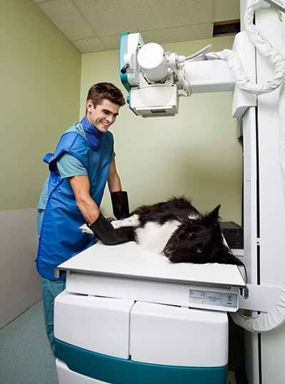 Veterinary Radiology, Vet Imaging, Digital Radiography